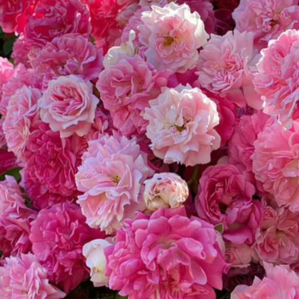Rose de Damas